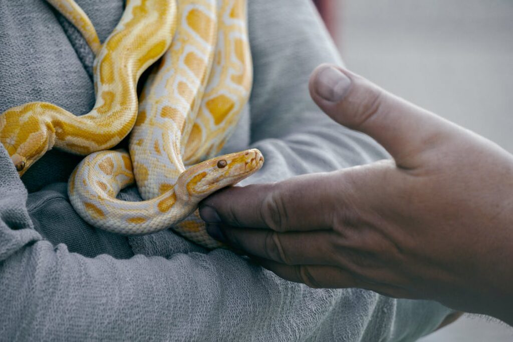 A man stroked two pet snakes