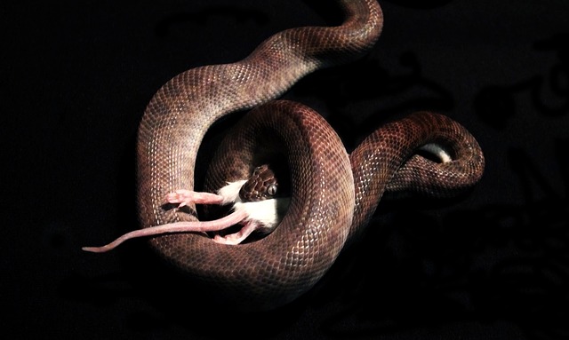 Snake Snake Eating Mouse Reptile Animal Eating