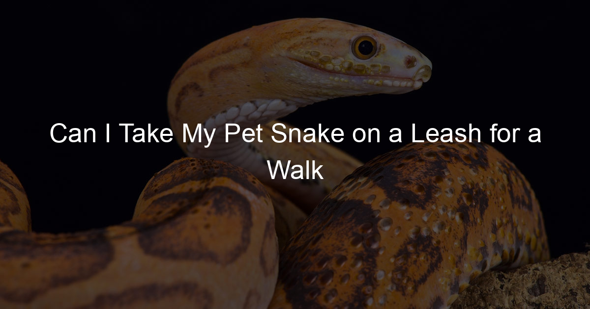 Can I Take My Pet Snake on a Leash for a Walk Family Snake