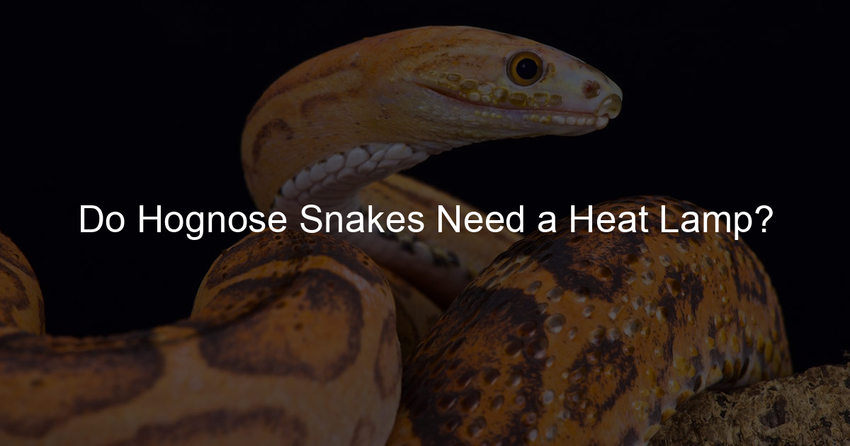 Do Hognose Snakes Need a Heat Lamp? Family Snake