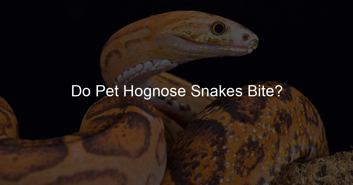 Do Pet Hognose Snakes Bite? Family Snake