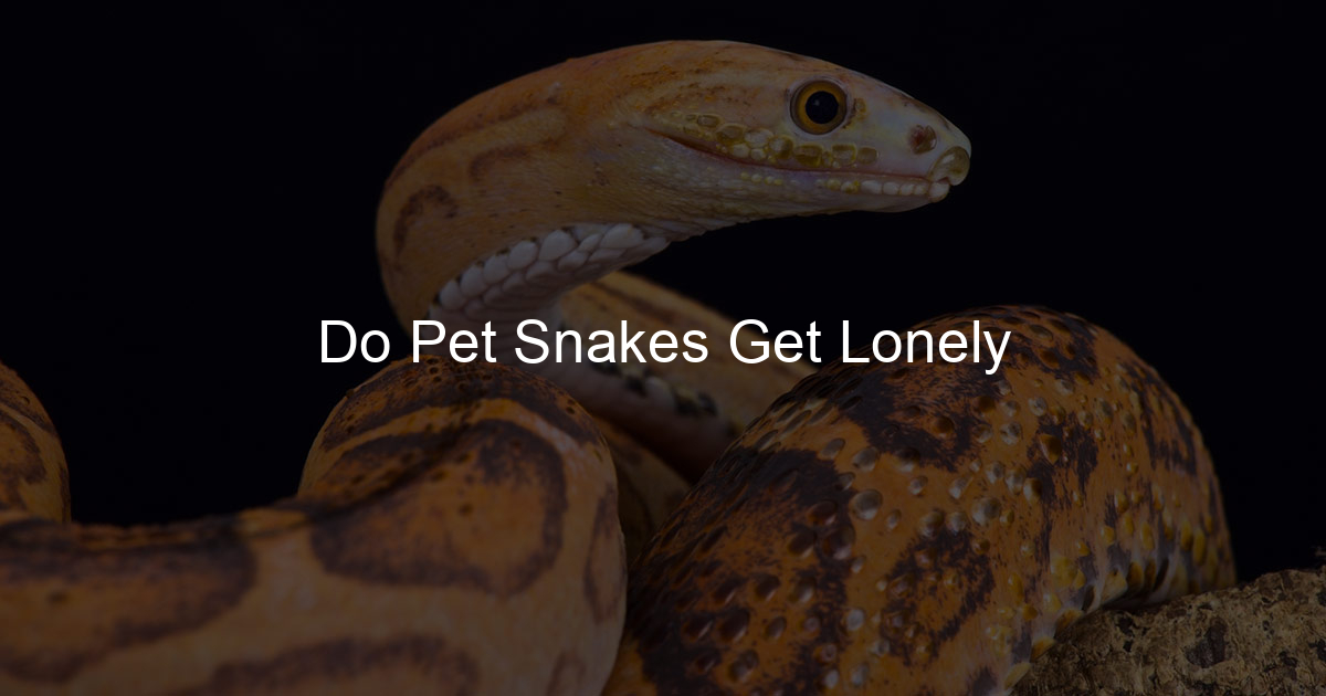 Do Pet Snakes Get Lonely Family Snake