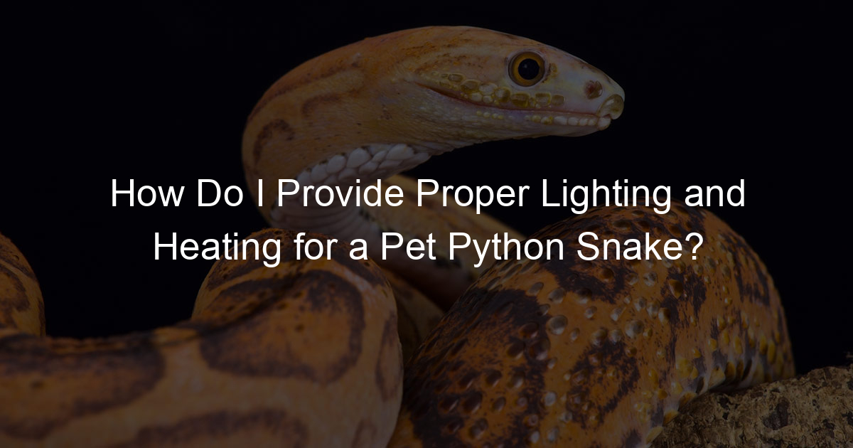 How Do I Provide Proper Lighting and Heating for a Pet Python Snake ...