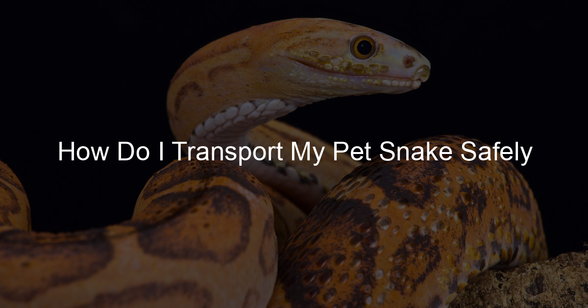 How Do I Transport My Pet Snake Safely Family Snake