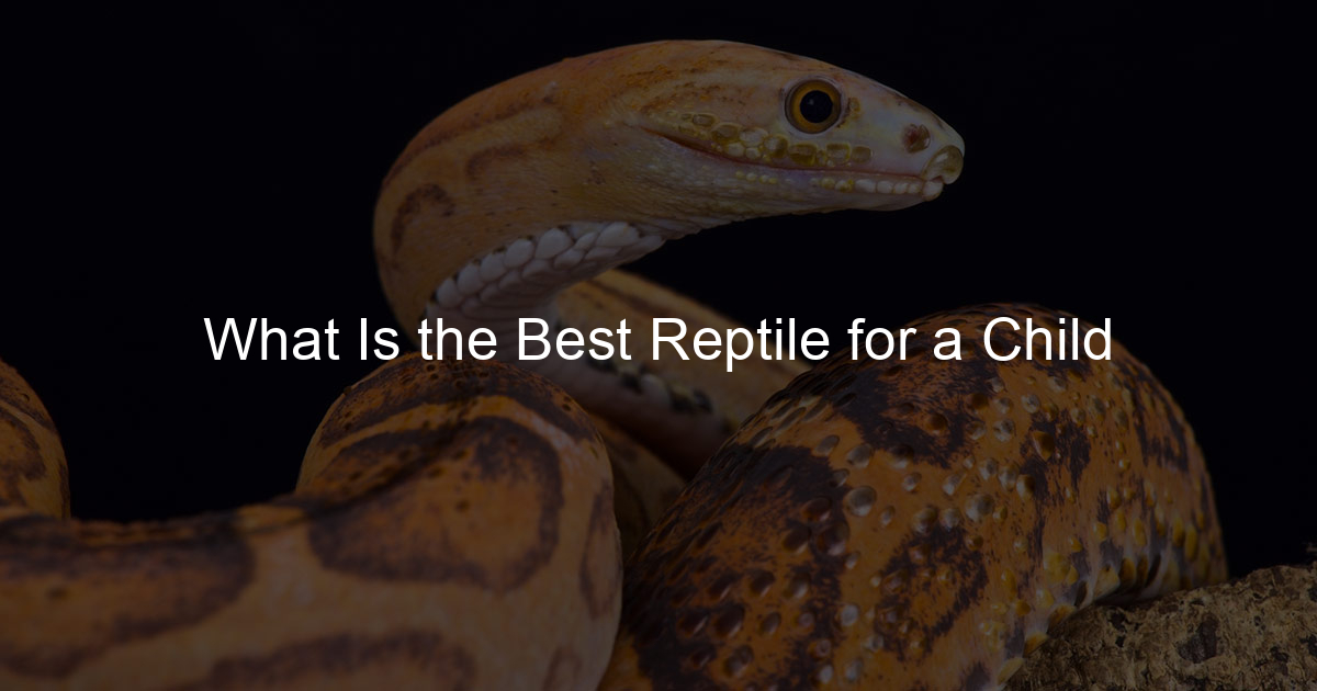 What Is the Best Reptile for a Child Family Snake