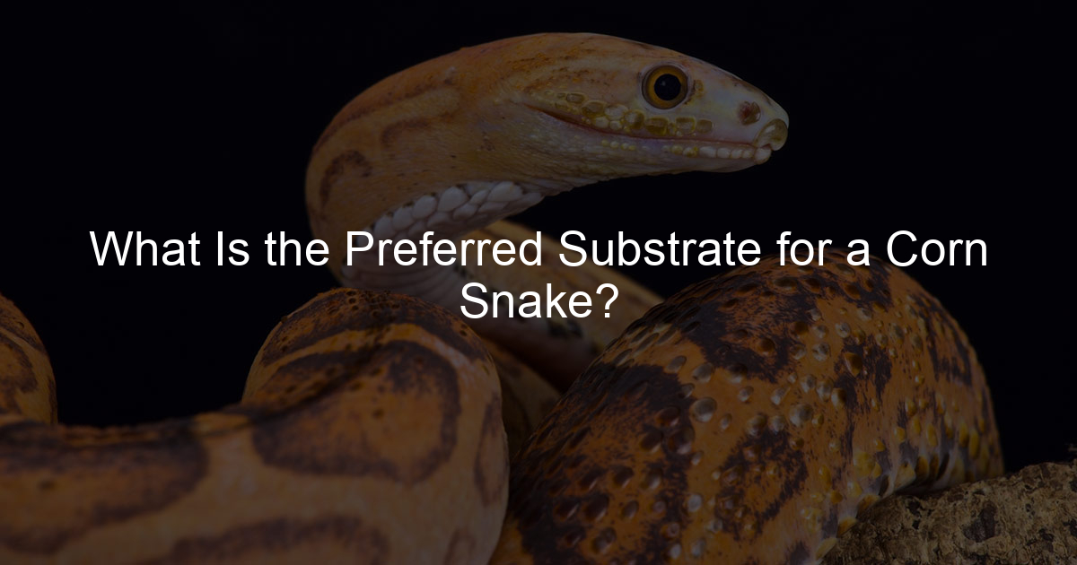 What Is the Preferred Substrate for a Corn Snake? Family Snake