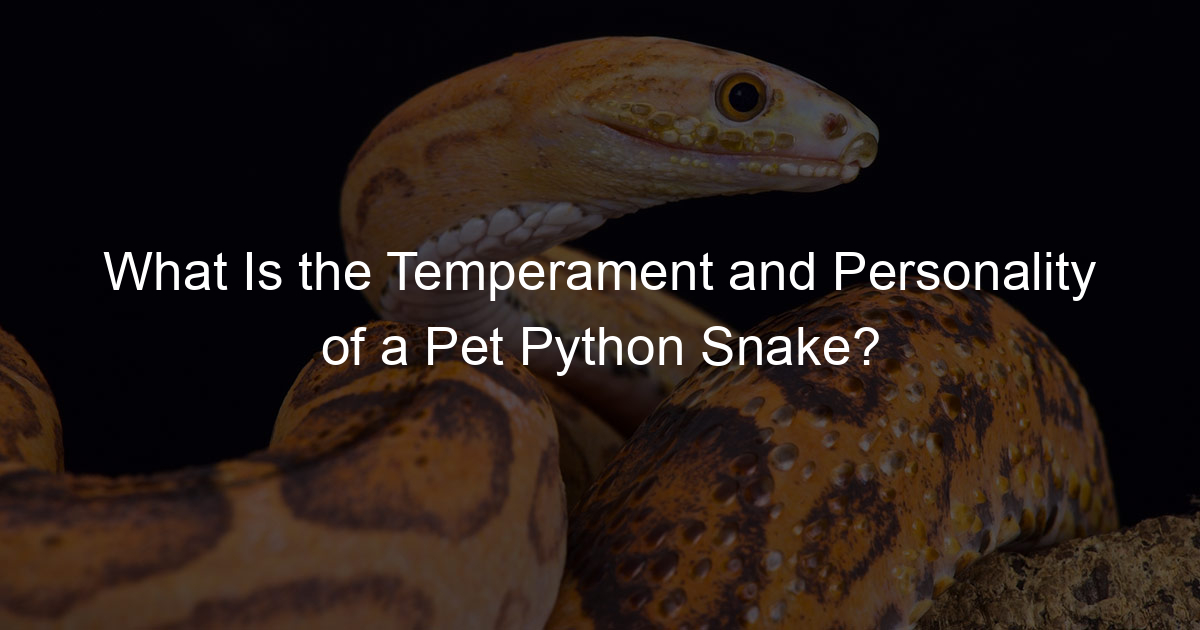 What Is the Temperament and Personality of a Pet Python Snake? - Family ...
